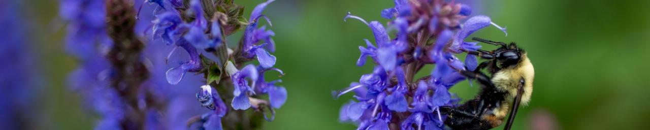 Purple tall flowers with a bee resting on one